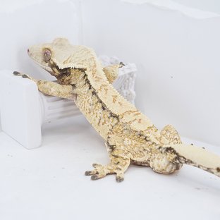 Tangerine White Spot Tri