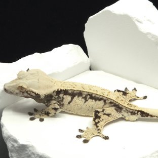 드리피 화이트스팟