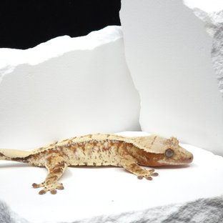 레드 드리피 화이트스팟