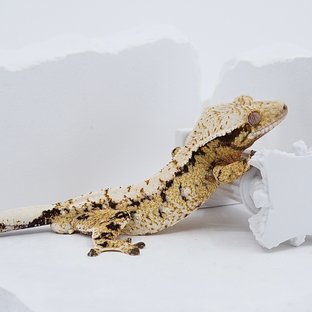 Tri Extreme Harlequin