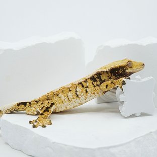 Tri Extreme Harlequin