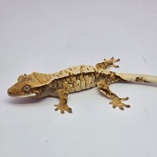 트라이 익스트림할리퀸