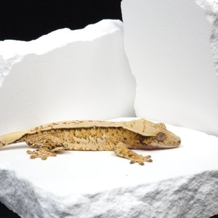 트라이 익스트림할리퀸