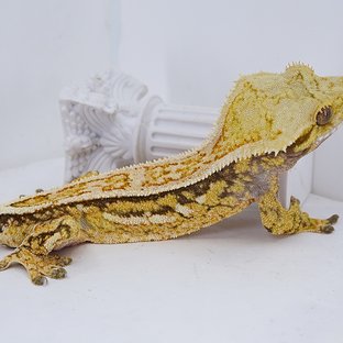 Quad Full Pinstripe Super Stripe Tri