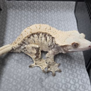 Feedle | Import your Geckos & Reptiles