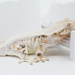 Solid Back Lilly White