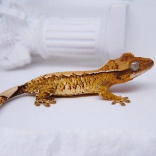 Tangerine White Spot Tri Extreme Harlequin