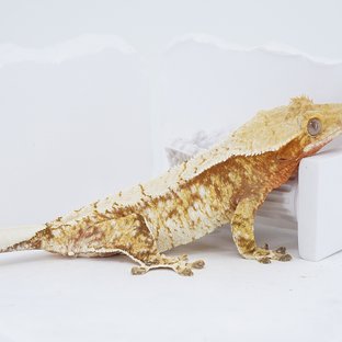 Red Tri Extreme Harlequin