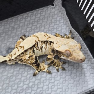 Feedle | Import your Geckos & Reptiles
