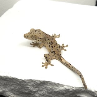 슈퍼달마시안