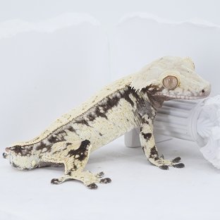 White Quad Pinstripe Tri