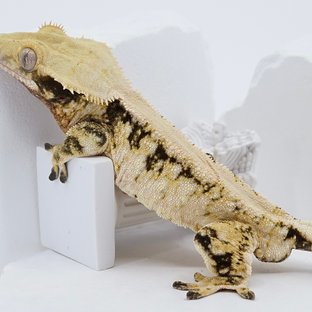 Solid Back White Spot Pinstripe Tri