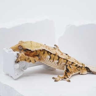 텐저린 트라이 익스트림할리퀸