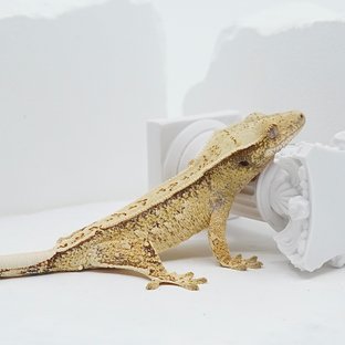 핀스트라이프 트라이