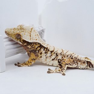 White Spot White Crown Tri Extreme Harlequin