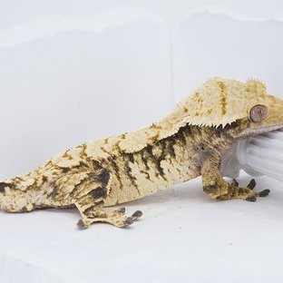 Tri Extreme Harlequin