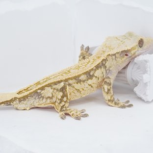 Quad Pinstripe Super Stripe Tri