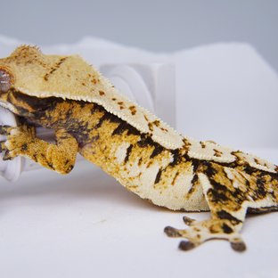 Tri Extreme Harlequin