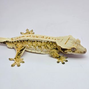 트라이