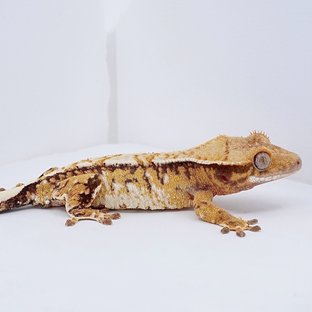 Tri Extreme Harlequin