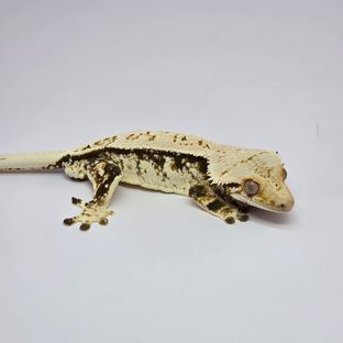 트라이