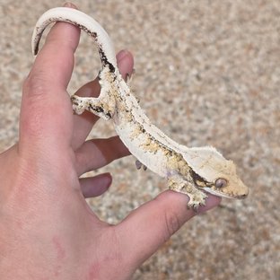 Tri Pinstripe White Spot