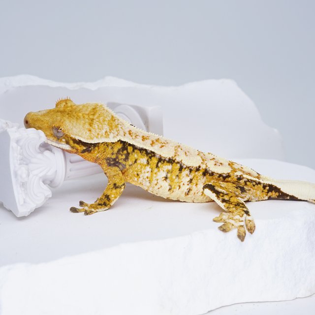 Tri White Spot Extreme Harlequin