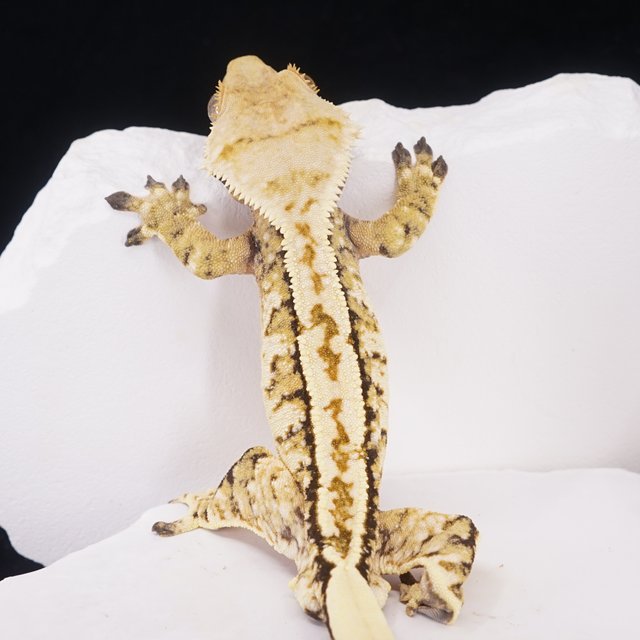 트라이 핀스트라이프