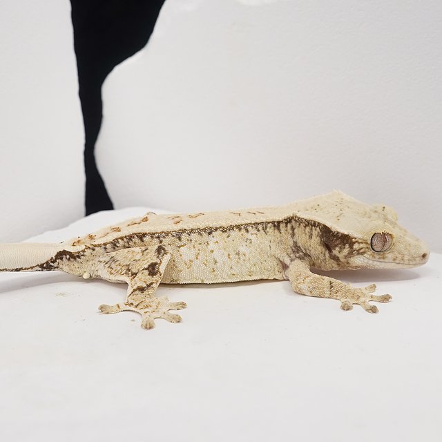 Drippy Tri Pinstripe