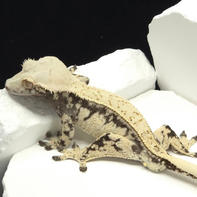 드리피 화이트스팟