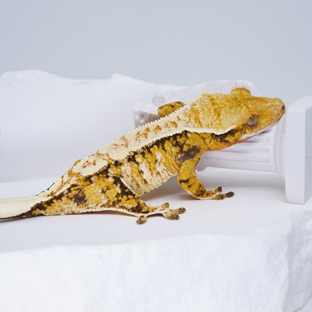 Tri White Spot Extreme Harlequin