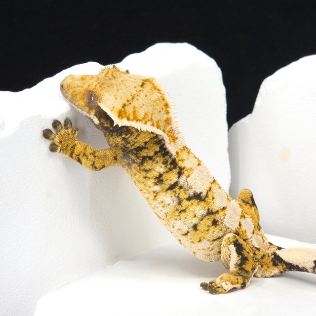 트라이 익스트림할리퀸