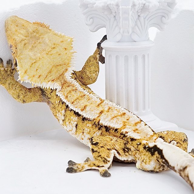 트라이 익스트림할리퀸