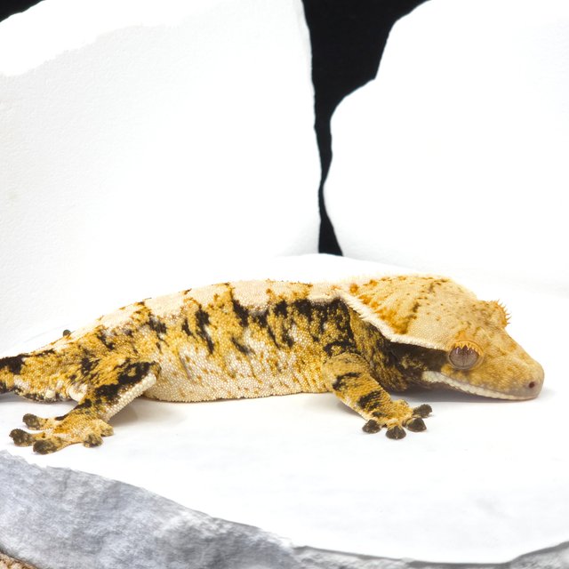 트라이 익스트림할리퀸