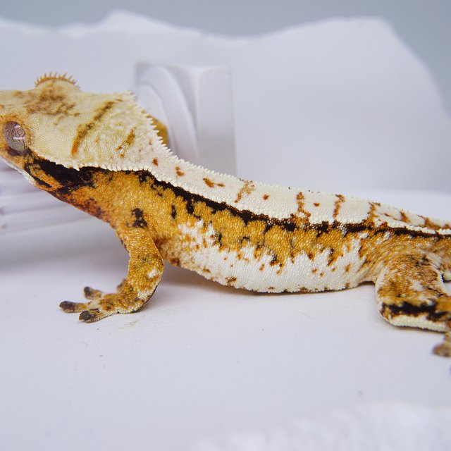 Tangerine Tri Extreme Harlequin