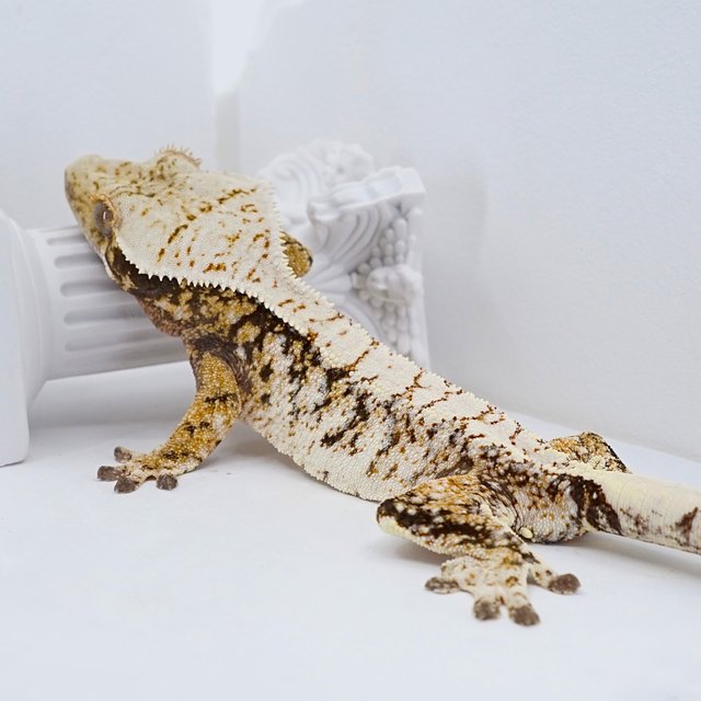 화이트스팟 화이트크라운 트라이 익스트림할리퀸