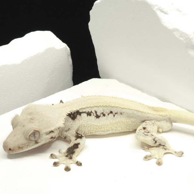 솔리드백 릴리화이트