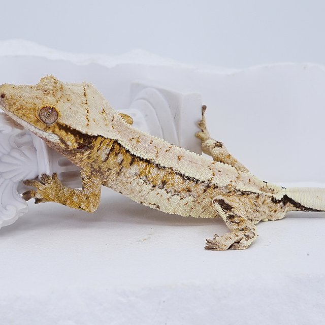 Tri Extreme Harlequin Drippy White Spot Quad