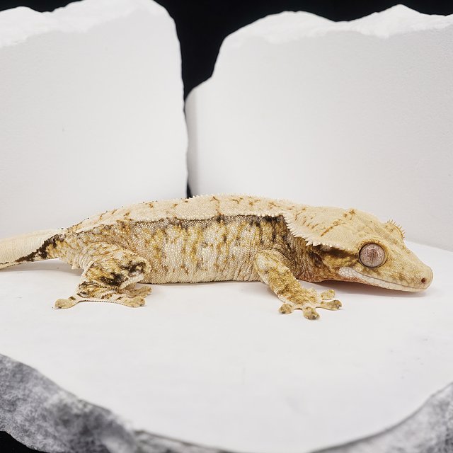 Tri Extreme Harlequin