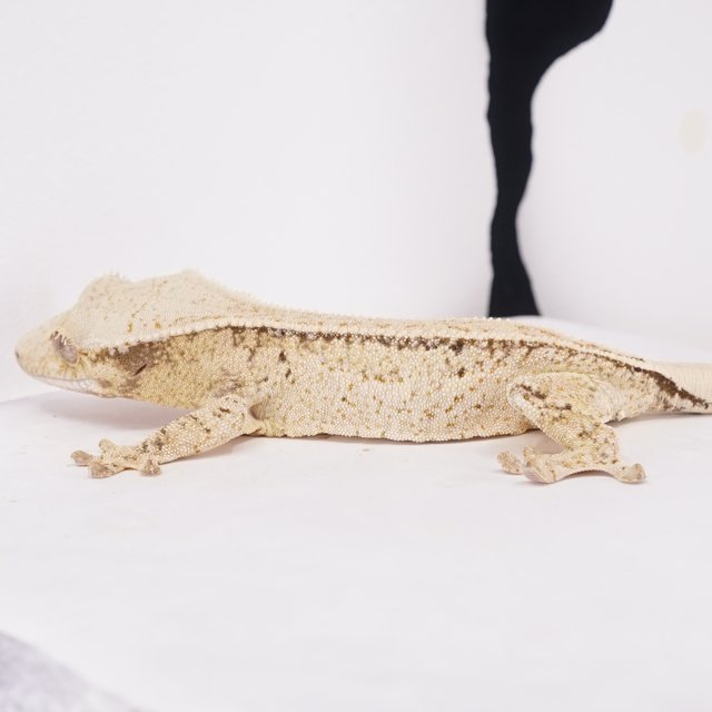 풀핀 쿼드 드리피 트라이