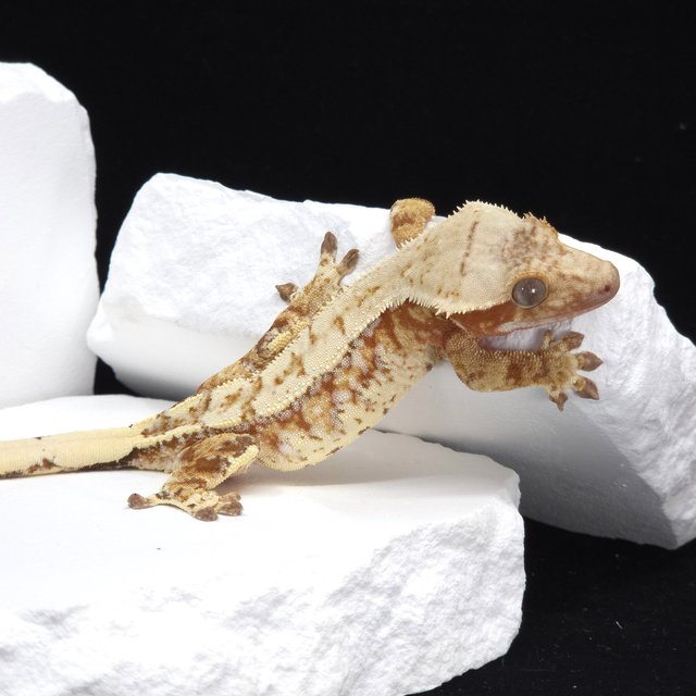 레드 드리피 화이트스팟