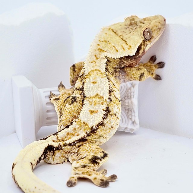 Tri Extreme Harlequin