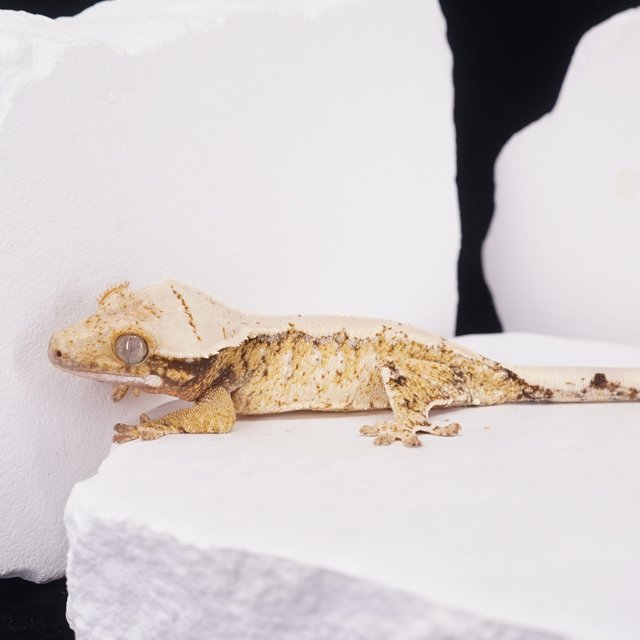 드리피 화이트스팟