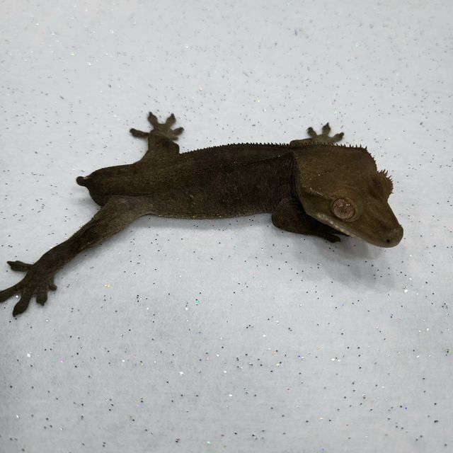 챠콜 알티