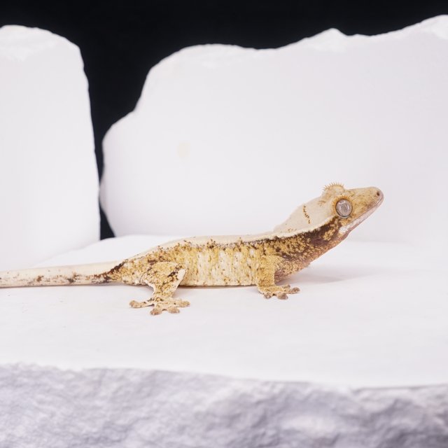 드리피 화이트스팟