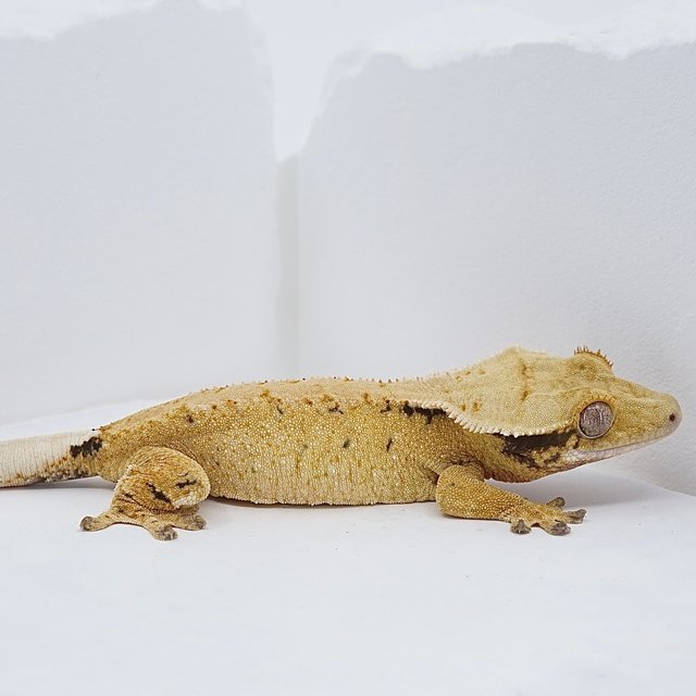 익스트림할리퀸