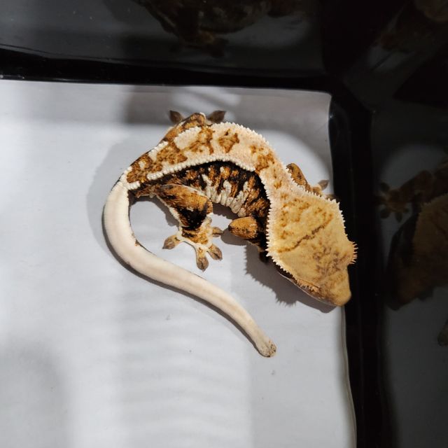 트라이