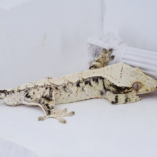Tri Extreme Harlequin White
