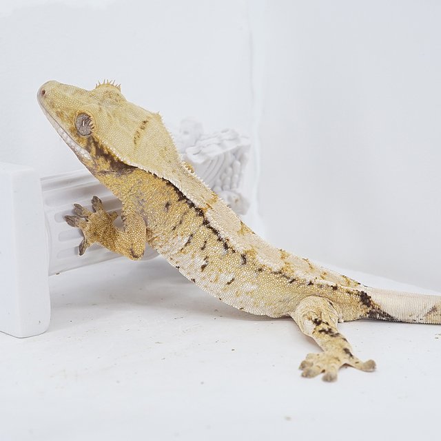 Tri Extreme Harlequin