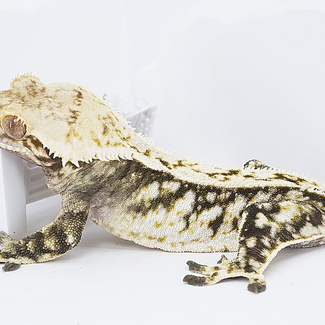 White Tri White Spot White Crown